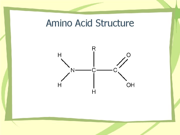 Amino Acid Structure 