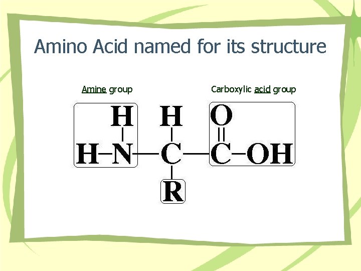 Amino Acid named for its structure Amine group Carboxylic acid group 