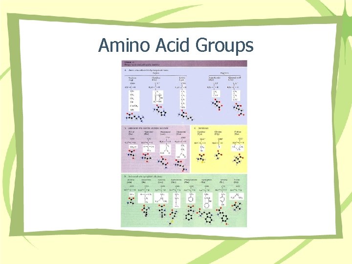 Amino Acid Groups 