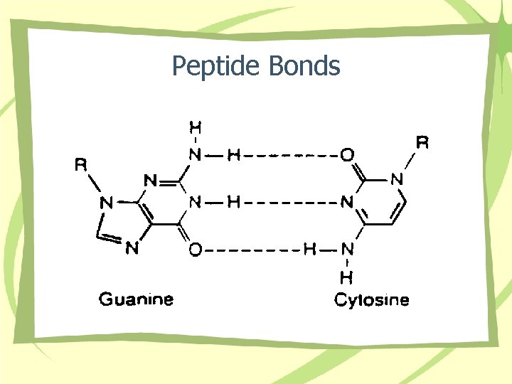 Peptide Bonds 