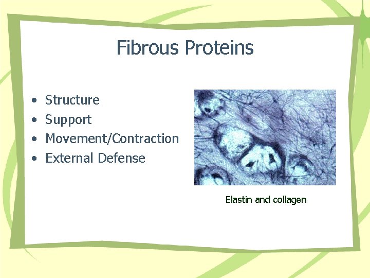 Fibrous Proteins • • Structure Support Movement/Contraction External Defense Elastin and collagen 