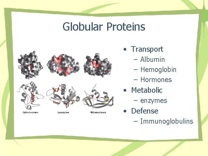 Globular Proteins • Transport – Albumin – Hemoglobin – Hormones • Metabolic – enzymes