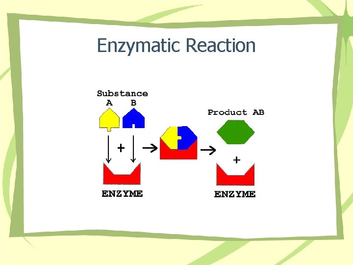 Enzymatic Reaction 