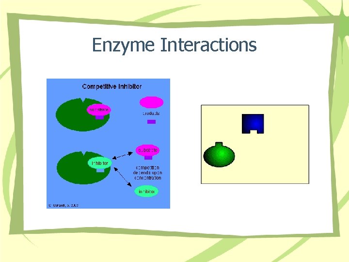 Enzyme Interactions 