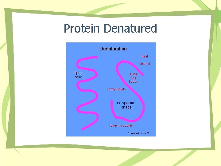 Protein Denatured 