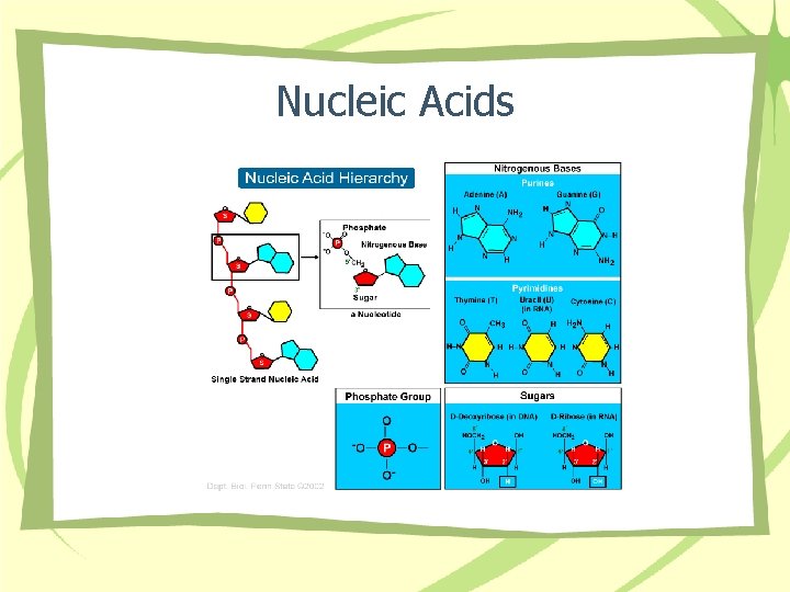 Nucleic Acids 