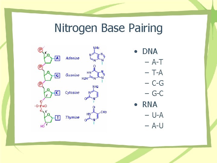 Nitrogen Base Pairing • DNA – – A-T T-A C-G G-C • RNA –