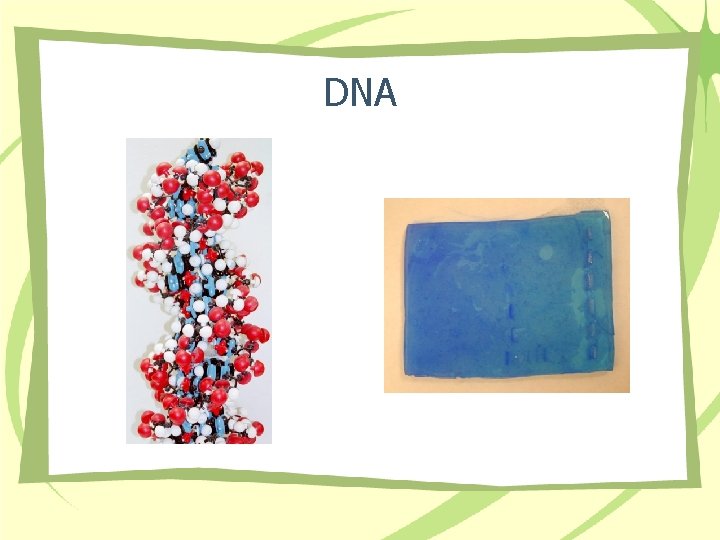 DNA 