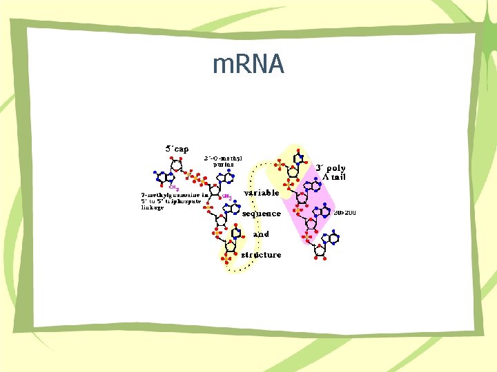 m. RNA 