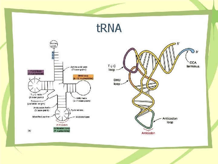 t. RNA 