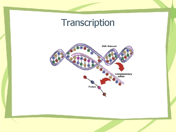 Transcription 