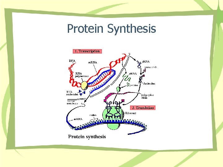 Protein Synthesis 