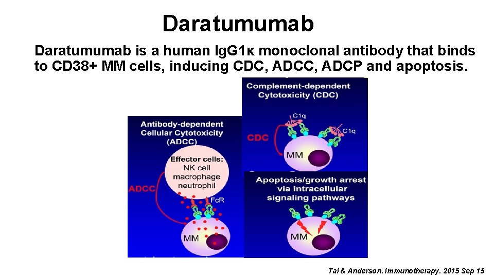 Daratumumab is a human Ig. G 1κ monoclonal antibody that binds to CD 38+