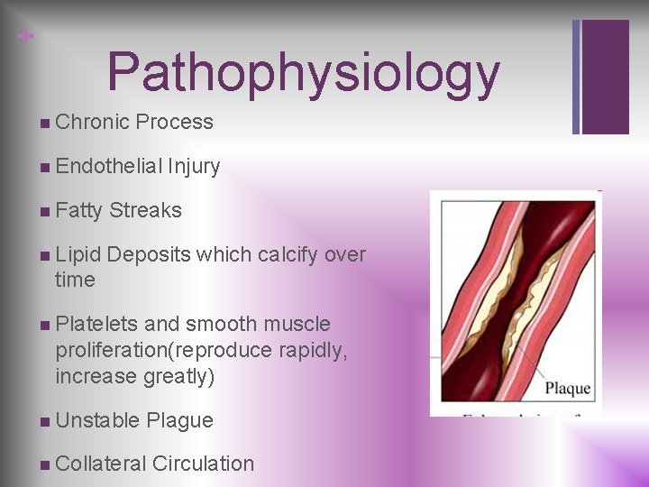 + Pathophysiology n Chronic Process n Endothelial Injury n Fatty Streaks n Lipid Deposits