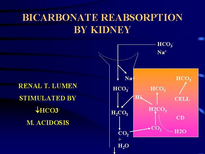 BICARBONATE REABSORPTION BY KIDNEY HCO 3 Na+ RENAL T. LUMEN HCO 3 - HCO