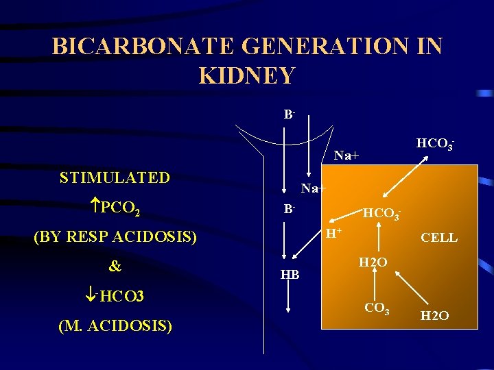 BICARBONATE GENERATION IN KIDNEY BHCO 3 - Na+ STIMULATED PCO 2 Na+ BH+ (BY