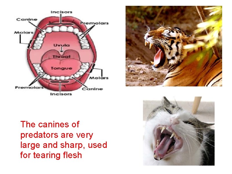 The canines of predators are very large and sharp, used for tearing flesh 