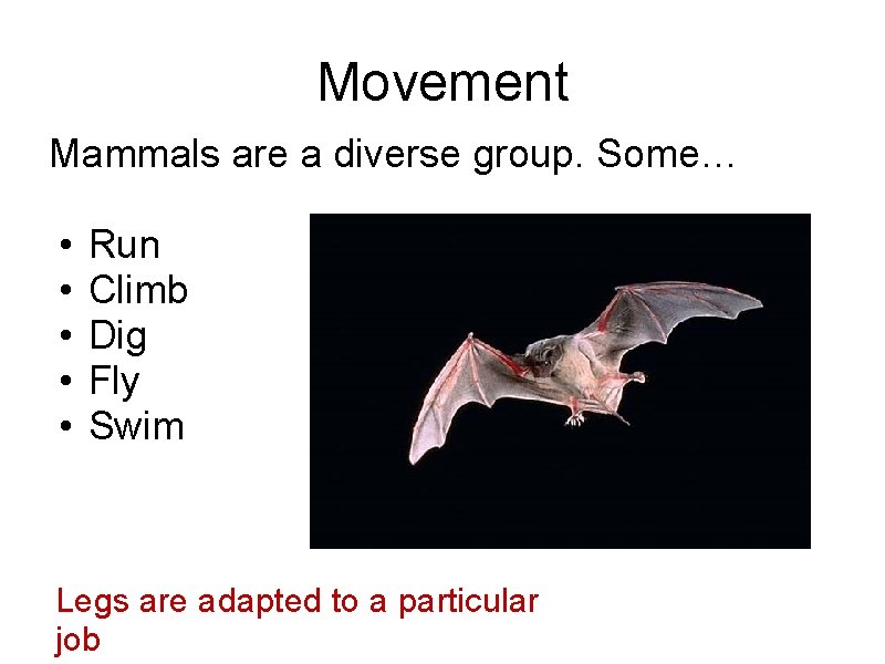Movement Mammals are a diverse group. Some… • • • Run Climb Dig Fly