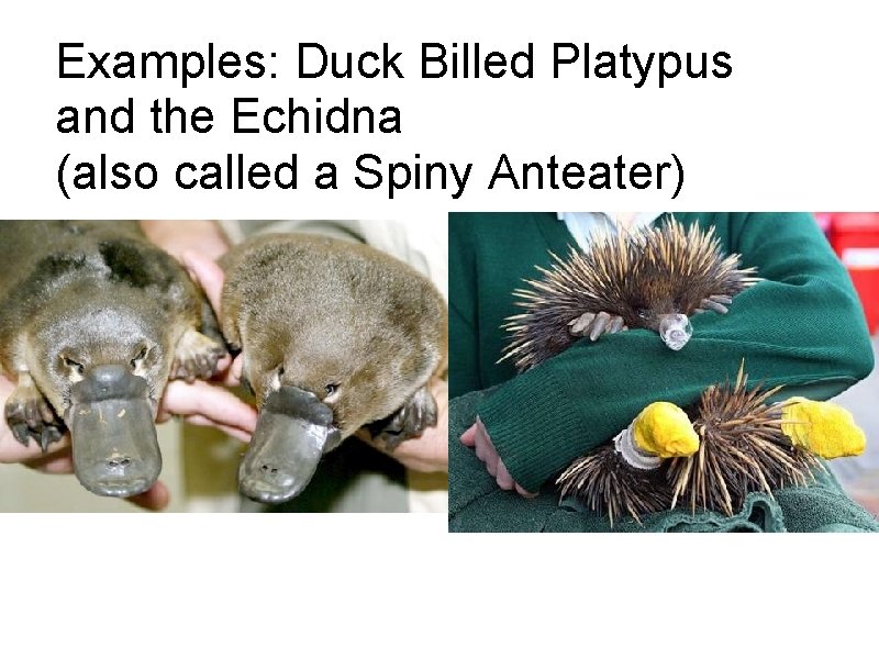 Examples: Duck Billed Platypus and the Echidna (also called a Spiny Anteater) 