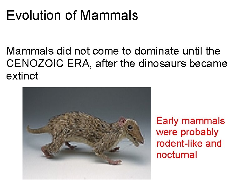 Evolution of Mammals did not come to dominate until the CENOZOIC ERA, after the