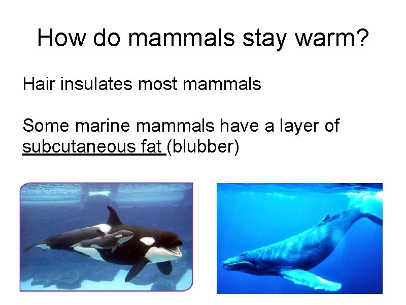 How do mammals stay warm? Hair insulates most mammals Some marine mammals have a