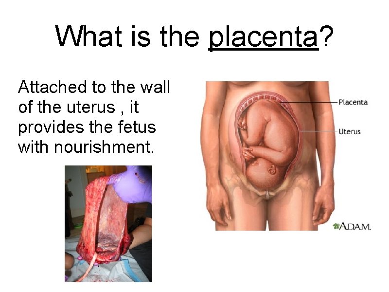 What is the placenta? Attached to the wall of the uterus , it provides