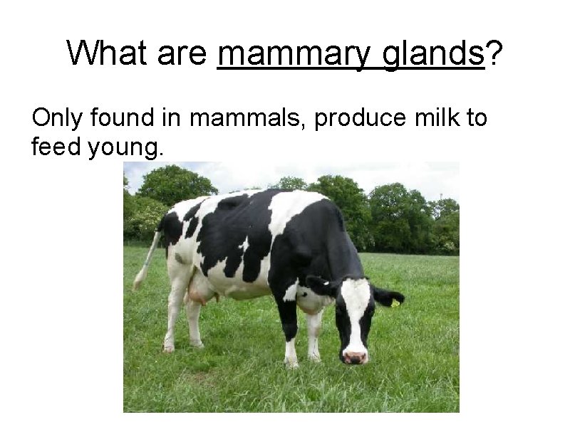 What are mammary glands? Only found in mammals, produce milk to feed young. 