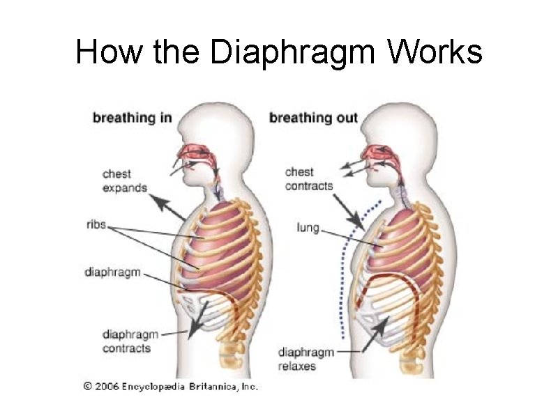 How the Diaphragm Works 