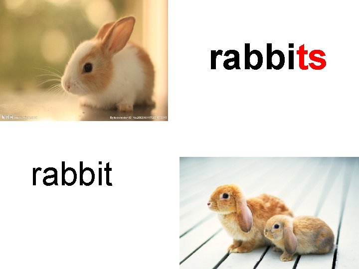 rabbits rabbit 