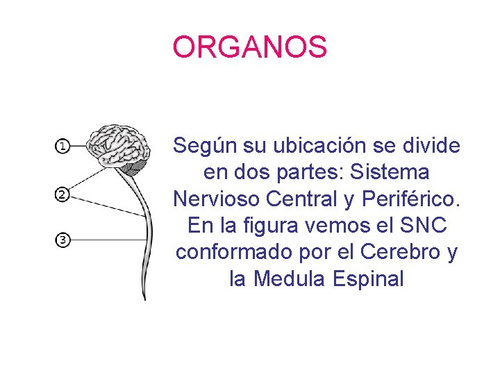ORGANOS Según su ubicación se divide en dos partes: Sistema Nervioso Central y Periférico.