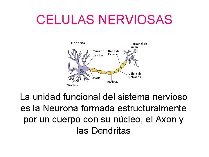 CELULAS NERVIOSAS La unidad funcional del sistema nervioso es la Neurona formada estructuralmente por