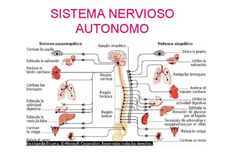 SISTEMA NERVIOSO AUTONOMO 