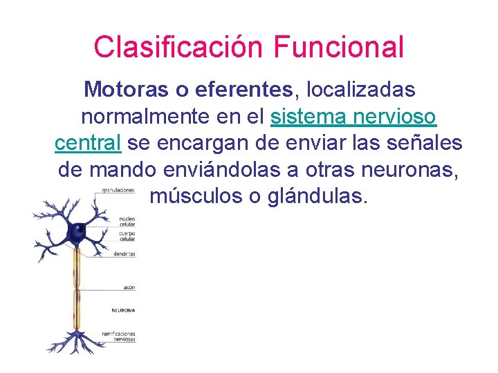 Clasificación Funcional Motoras o eferentes, localizadas normalmente en el sistema nervioso central se encargan