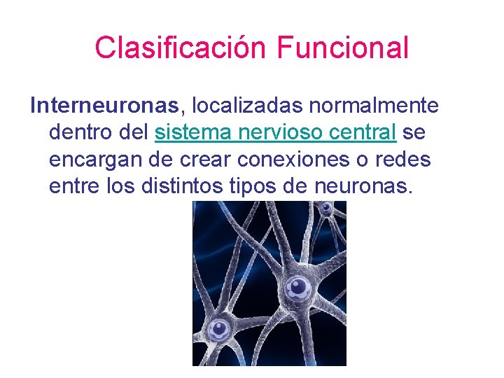 Clasificación Funcional Interneuronas, localizadas normalmente dentro del sistema nervioso central se encargan de crear