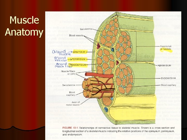 Muscle Anatomy 