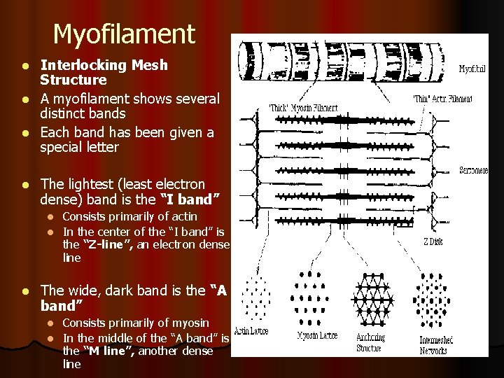 Myofilament l l Interlocking Mesh Structure A myofilament shows several distinct bands Each band