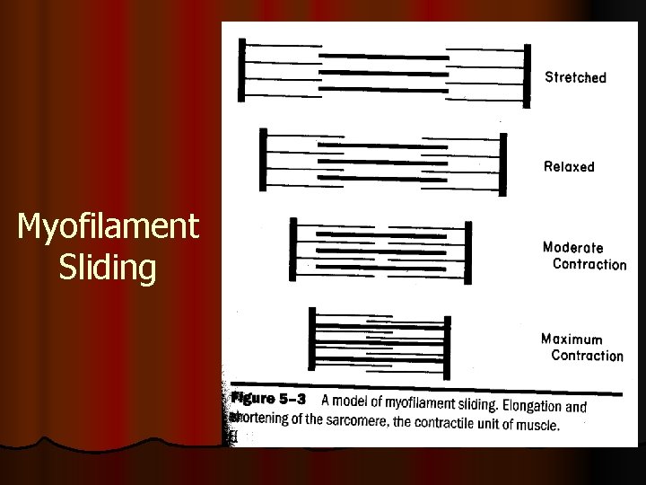Myofilament Sliding 