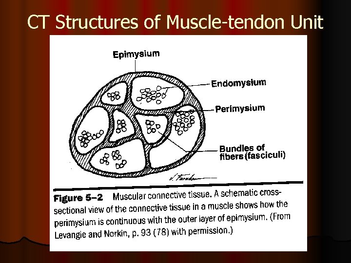 CT Structures of Muscle-tendon Unit 