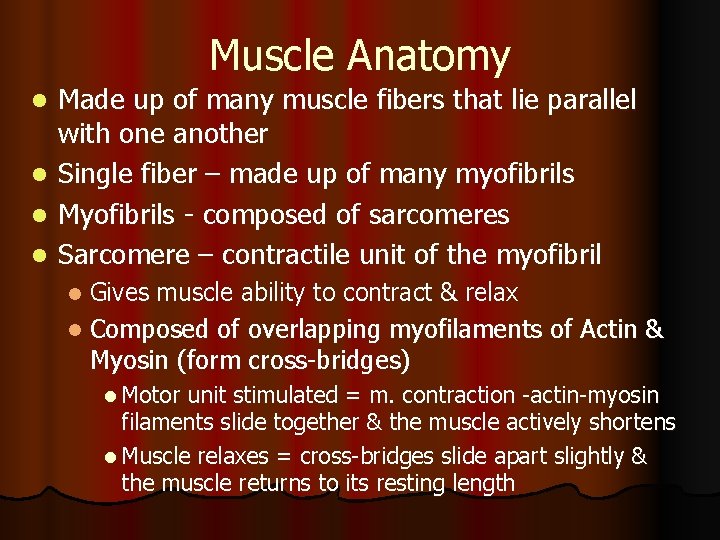 Muscle Anatomy l l Made up of many muscle fibers that lie parallel with