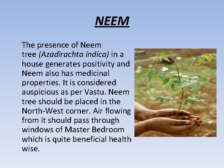 NEEM The presence of Neem tree (Azadirachta indica) in a house generates positivity and