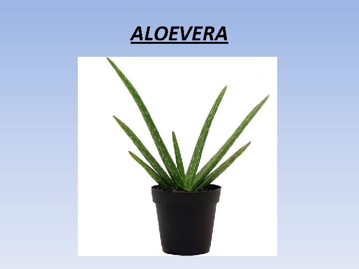 ALOEVERA 