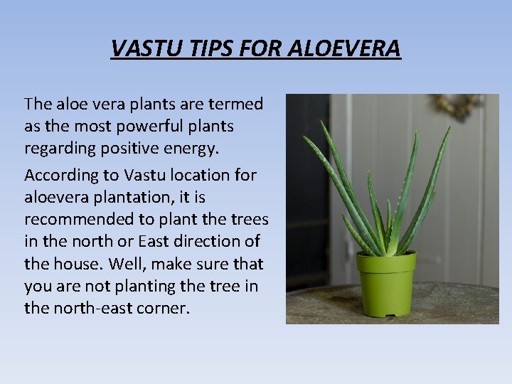 VASTU TIPS FOR ALOEVERA The aloe vera plants are termed as the most powerful