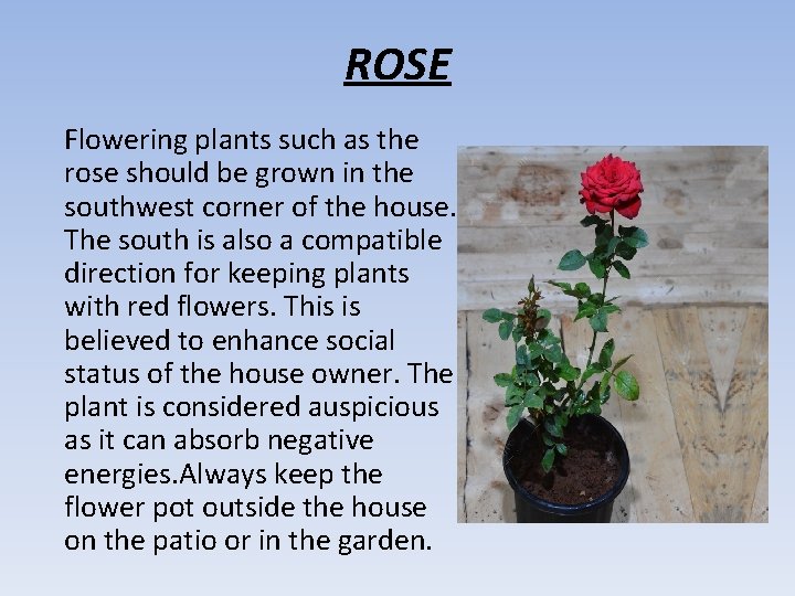 ROSE Flowering plants such as the rose should be grown in the southwest corner