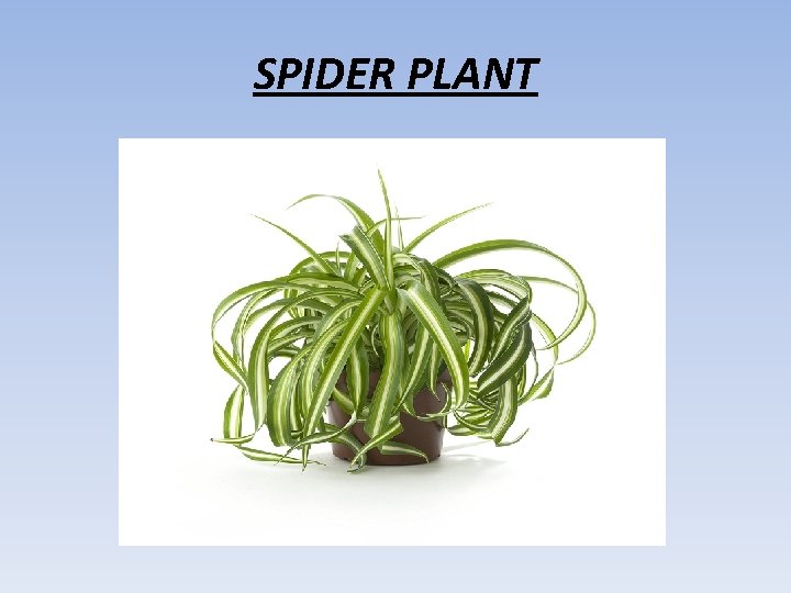 SPIDER PLANT 