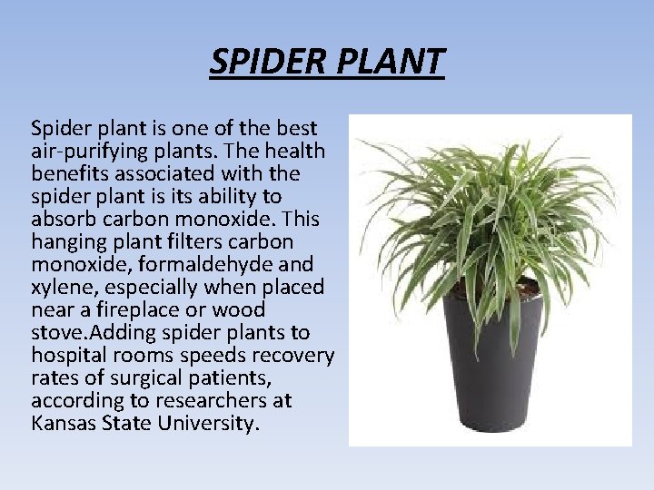 SPIDER PLANT Spider plant is one of the best air-purifying plants. The health benefits