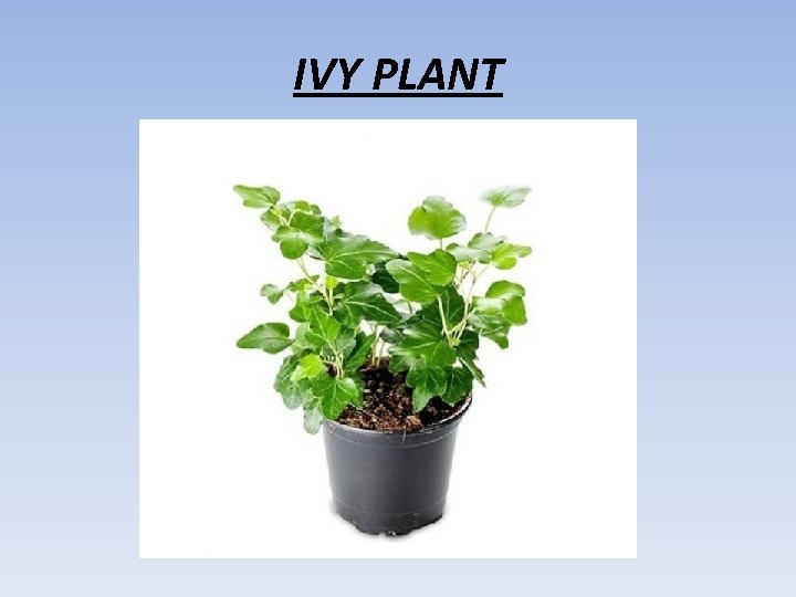 IVY PLANT 