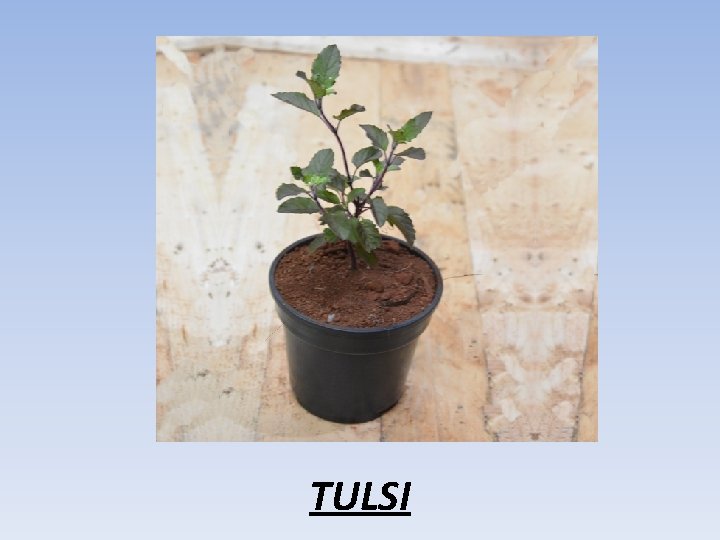 TULSI 