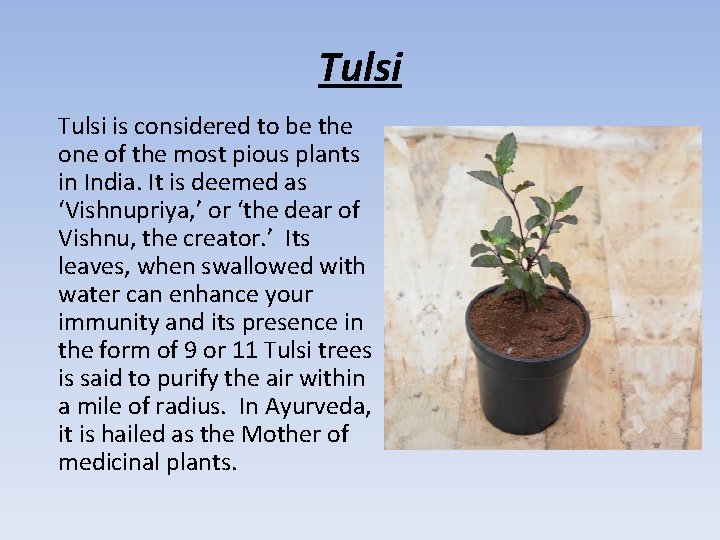 Tulsi is considered to be the one of the most pious plants in India.