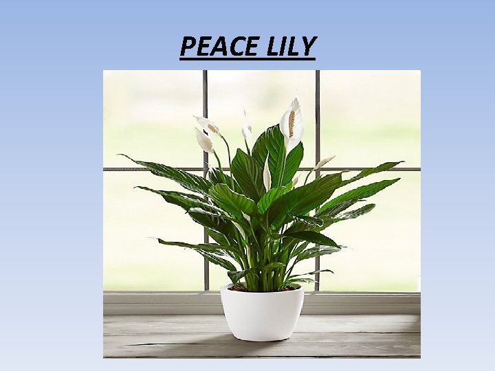 PEACE LILY 