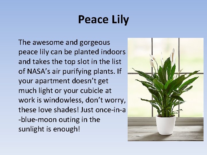 Peace Lily The awesome and gorgeous peace lily can be planted indoors and takes